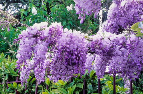 glycine, Wisteria floribunda photo