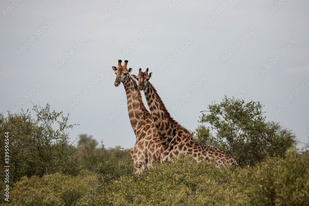 Fototapeta premium Two South African giraffe (giraffa Camelopardalis) cows staring at the camera at the end of the rainy season in the South African bushveld.