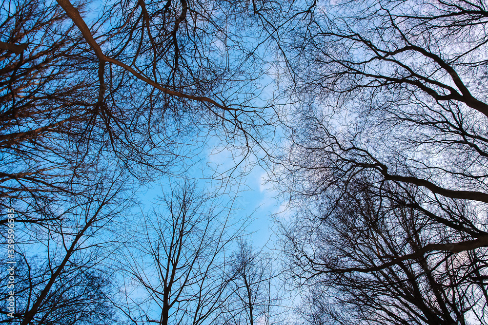 Oak Trees Branches on blue cloudy sky. Wide angle photography. Oak Trees Branches on blue cloudy sky. Wide angle photography.
