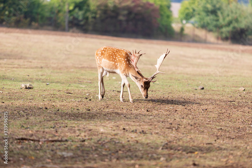 Fototapeta Naklejka Na Ścianę i Meble -  Fallow Deer - Dama dama grazes in a meadow.