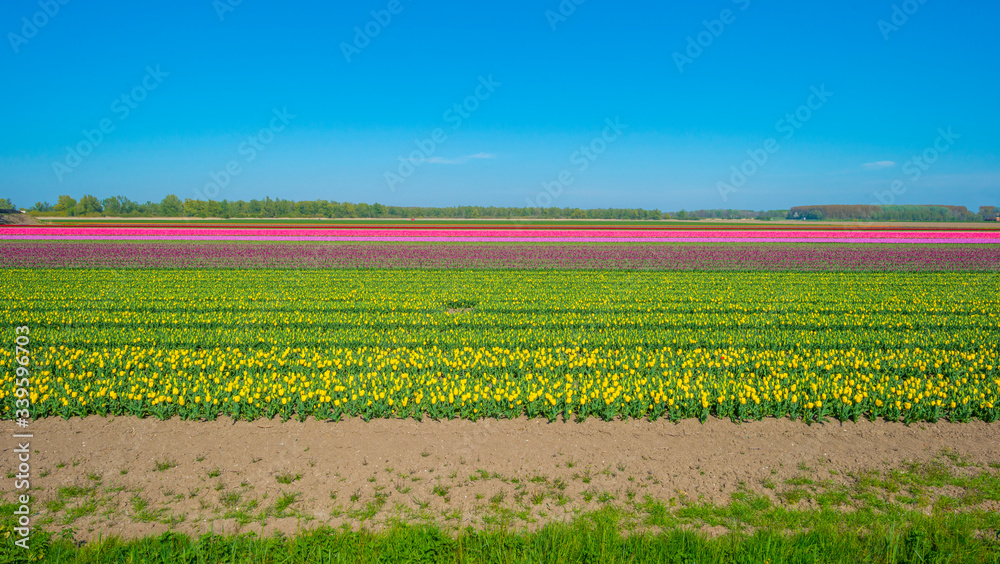 Tulips in an agricultural field below a blue sky in sunlight in spring
