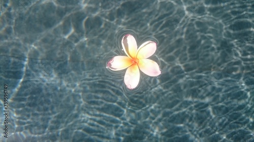 Tropical frangipani flower floating in blue water © Olga