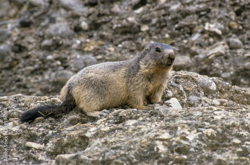 Marmotte des Alpes, Marmota marmota
