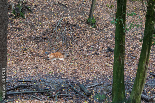 Fototapeta Naklejka Na Ścianę i Meble -  Fallow Deer - Dama dama lies on the ground in the leaves among the trees.