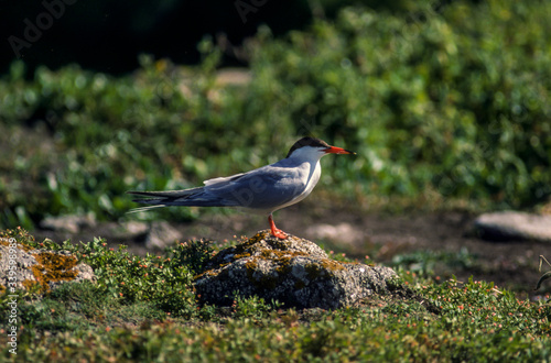 Sterne pierregarin,.Sterna hirundo, Common Tern