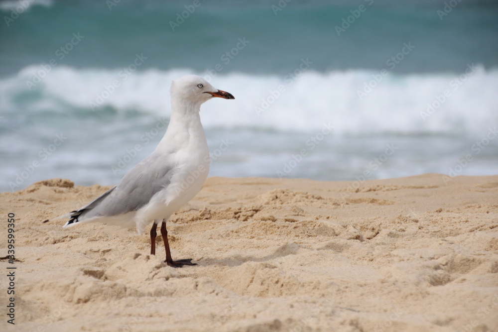 Fototapeta premium Seagull on beach