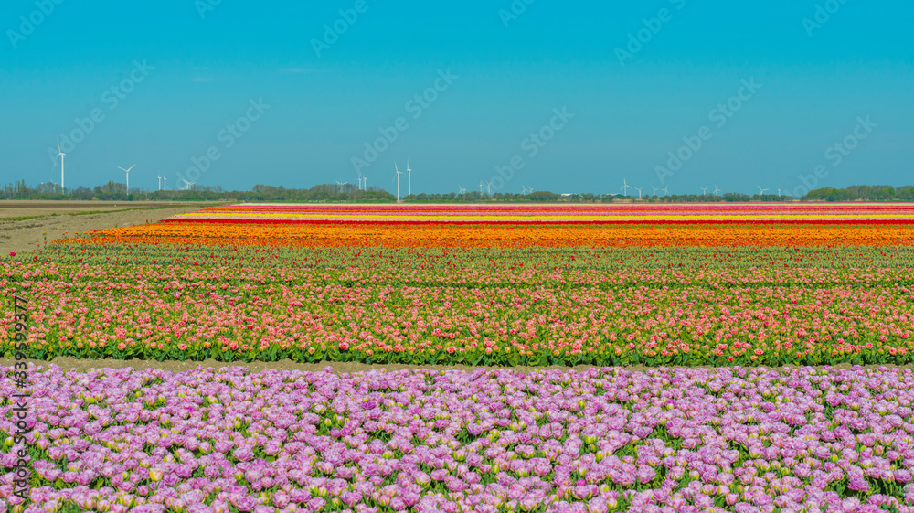 Tulips in an agricultural field below a blue sky in sunlight in spring Tulips in an agricultural field below a blue sky in sunlight in spring