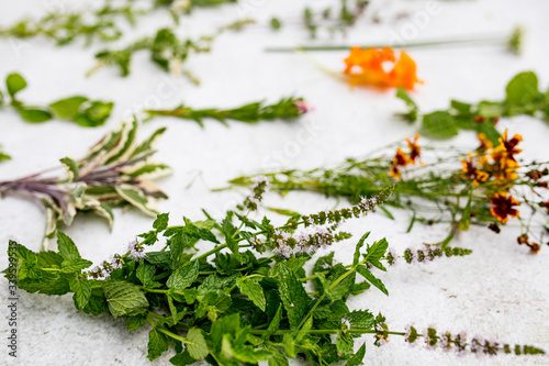 shows different herbs