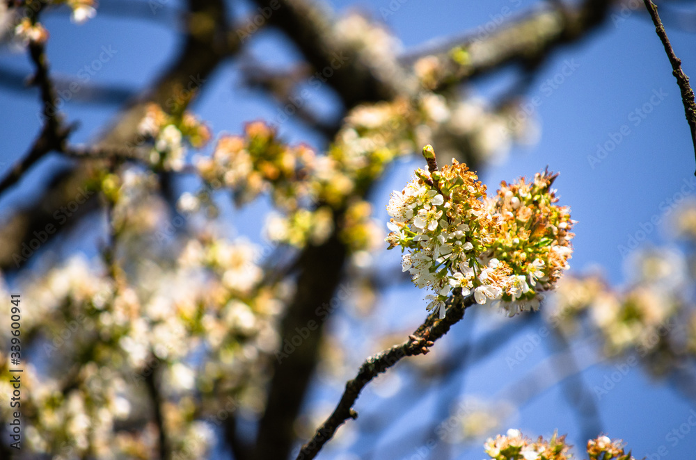 white cherry blossom in a blue background white cherry blossom in a blue background