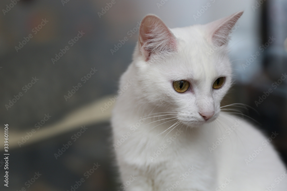 portrait of home white female cat close up