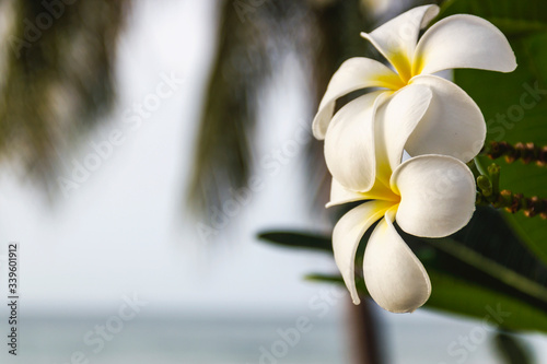 Plumeria flower blur background, Thap Sakae sea Prachuap Khiri Khan, Thailand