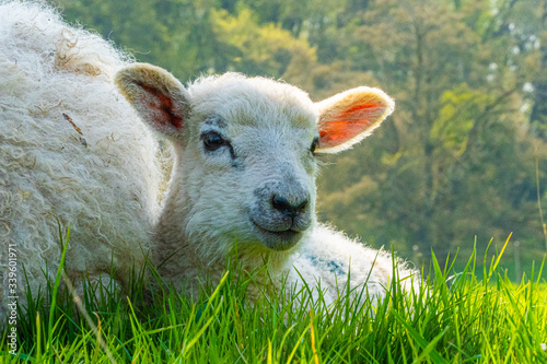 Close up Low Level view of three week old Lamb lying in green grass field showing detailed view of head eyes and nose
