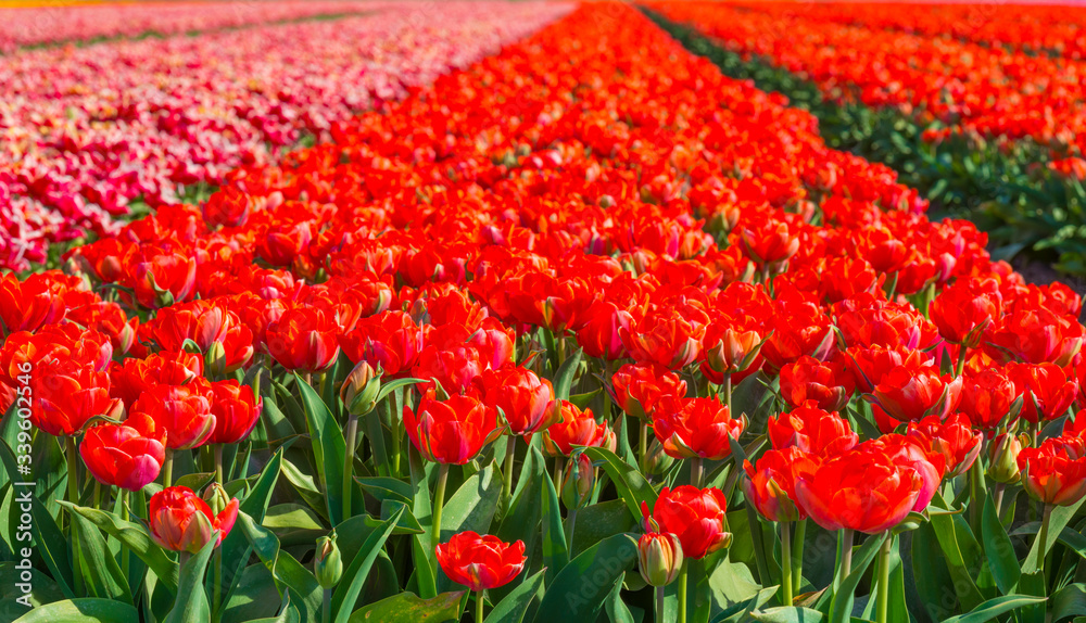 Tulips in an agricultural field below a blue sky in sunlight in spring Tulips in an agricultural field below a blue sky in sunlight in spring