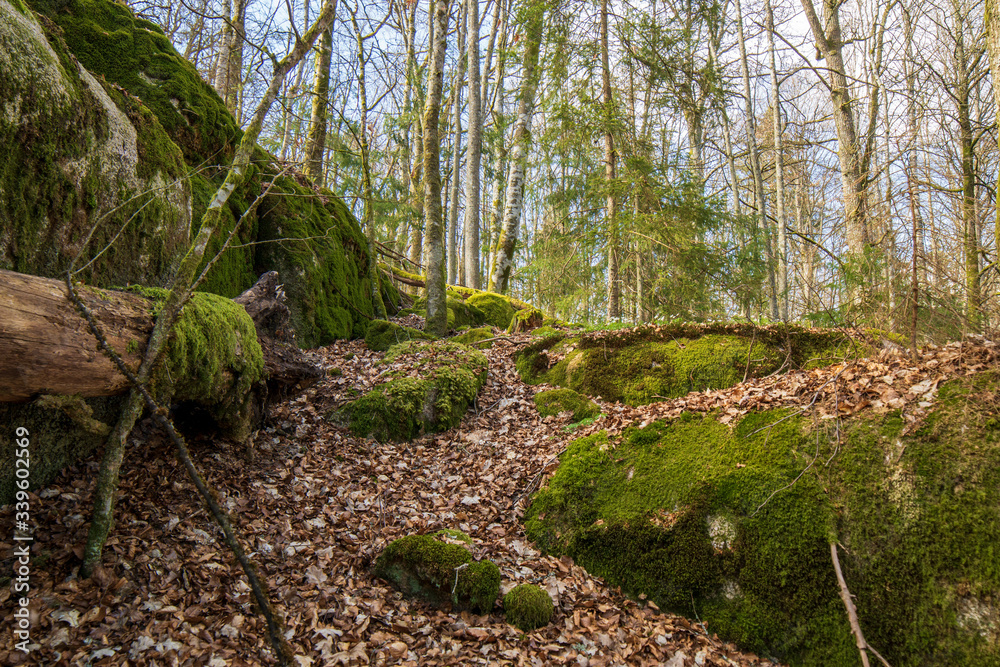 Obraz premium moss on the rocks