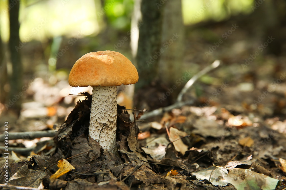 mushroom orange cap boletus close up in the forest with copy space