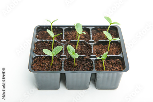 group of small green sprouts in a pots on a white background