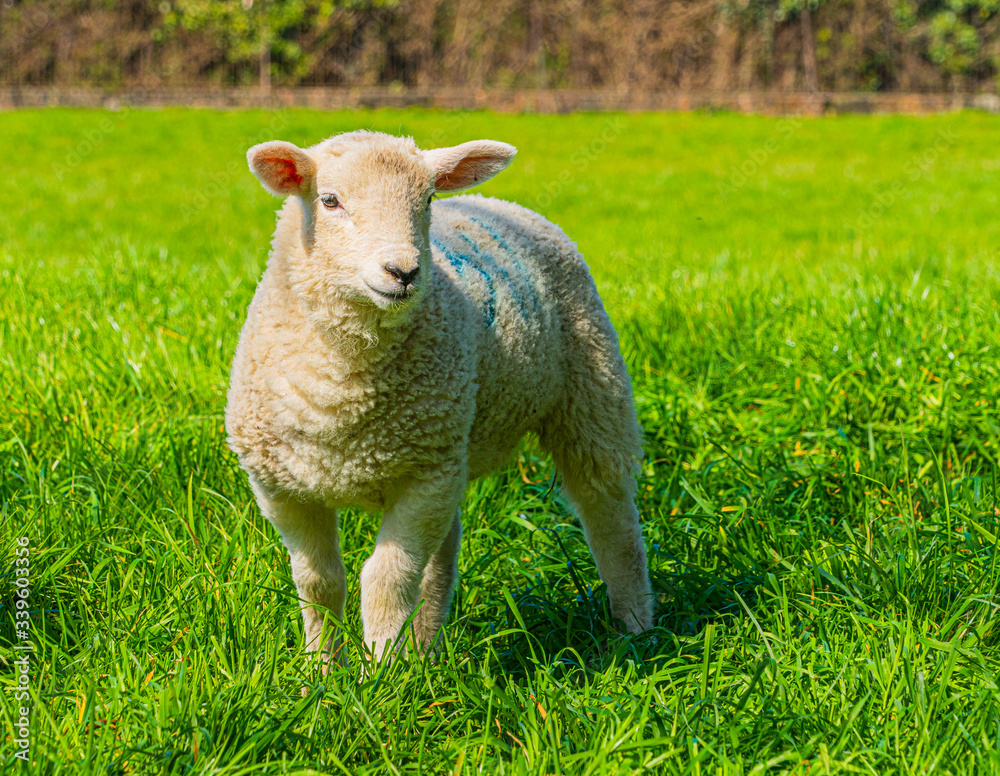 Fototapeta premium Close up Low Level view of three week old Lamb lying in green grass field showing detailed view of head eyes and nose