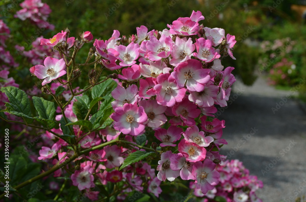 Large green bush with fresh delicate vivid pink and white roses in full bloom in a summer garden, in direct sunlight, with blurred green leaves, beautiful outdoor floral background photographed
Large green bush with fresh delicate vivid pink and white roses in full bloom in a summer garden, in direct sunlight, with blurred green leaves, beautiful outdoor floral background photographed