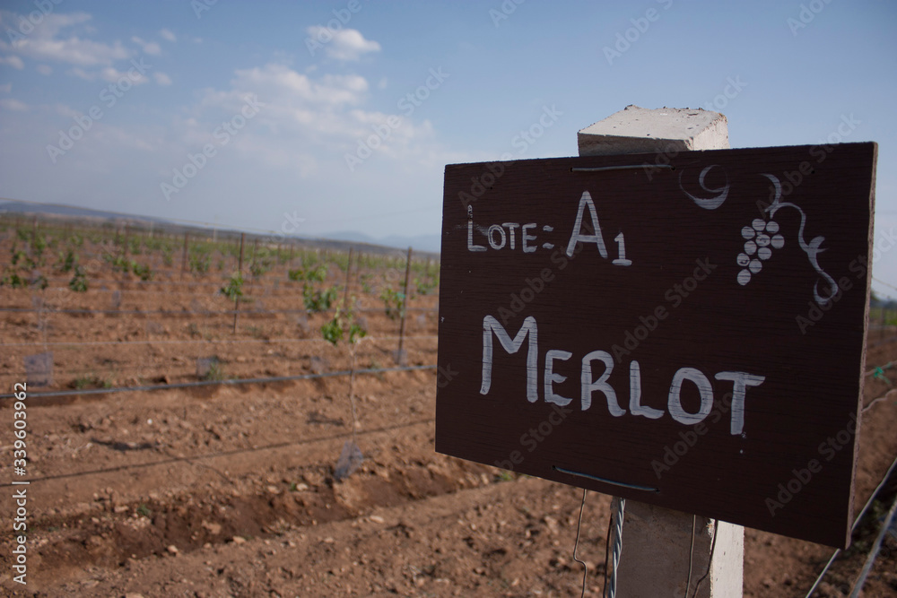 land e vineyards in the first stage of the grapes Merlot near of advertisement in Mexico City