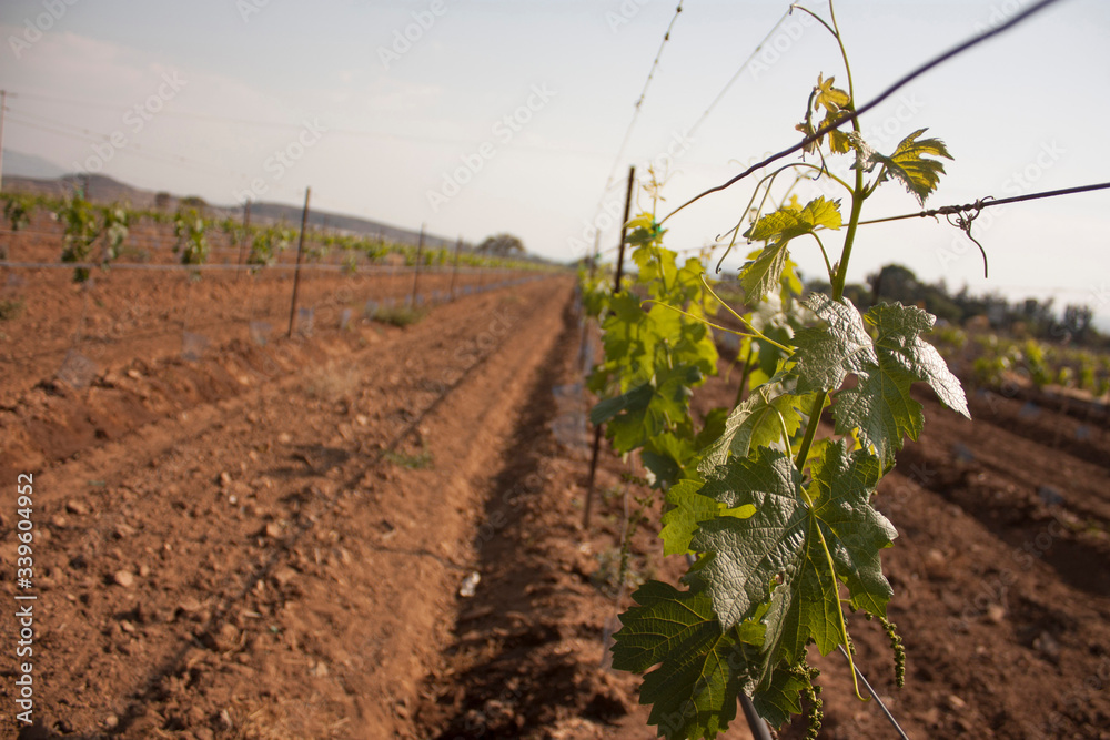 Plowed earth loops in agricultural area in Queretaro city Plowed earth loops in agricultural area in Queretaro city