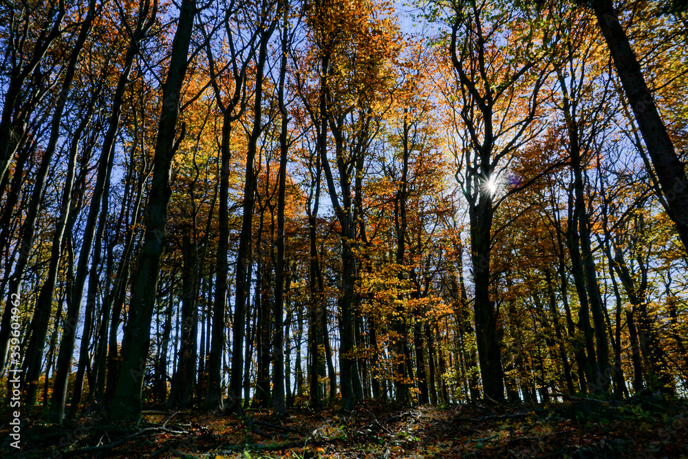 Autumn forest with sunbeams filteringthrough trees.