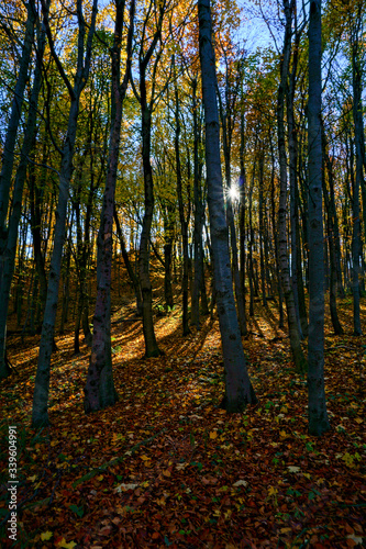 Autumn forest with sunbeams filteringthrough trees.