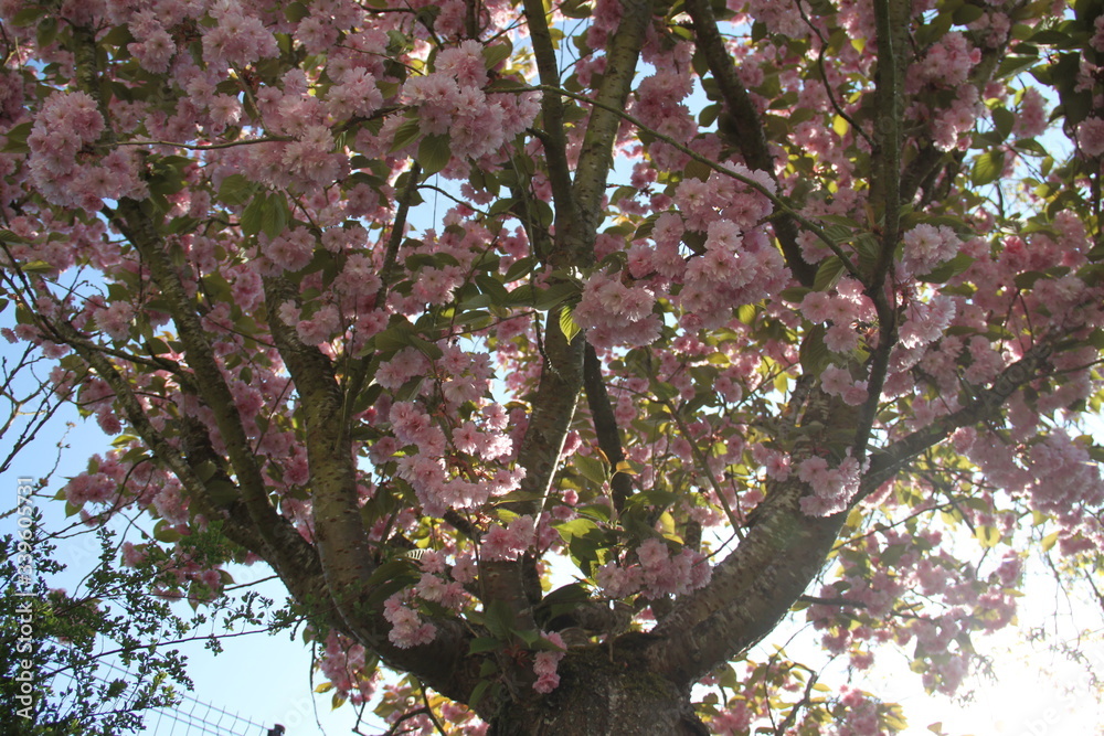 Fototapeta premium Early spring cherry tree pink bloom
