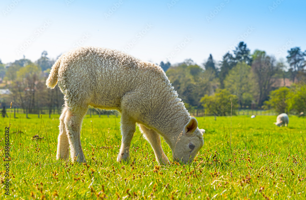 Naklejka premium Portrait Close up Low Level view of three week old Lamb standing in green grass field showing detailed view of head eyes and nose with rolling farmland scene to background