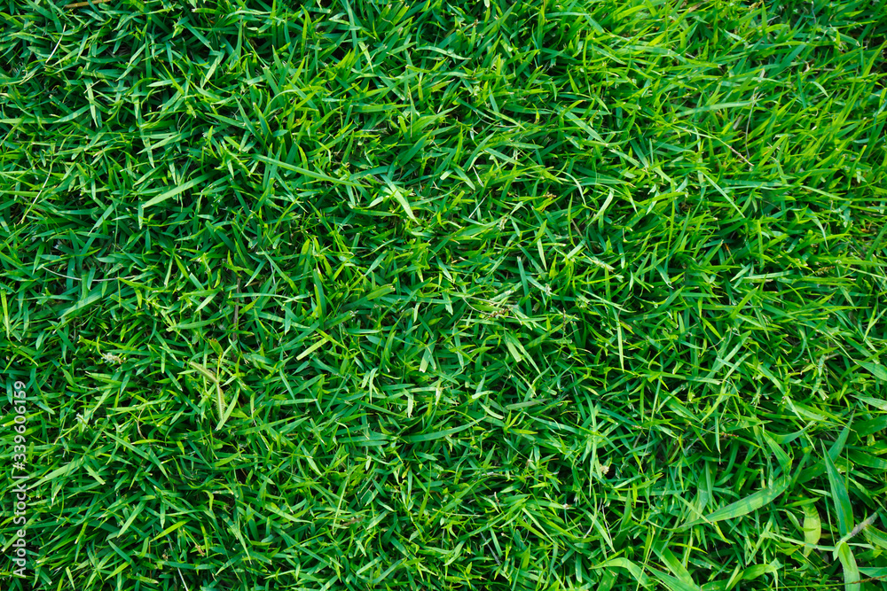 Top view of green grass in the dew on nature. Top view of green grass in the dew on nature.