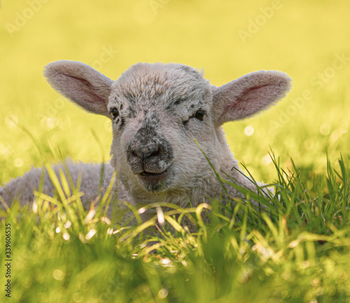 Close up Low Level view of three week old Lamb lying in green grass field showing detailed view of head eyes and nose