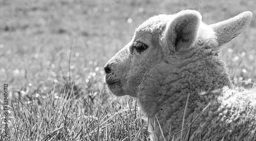 Black and white image of Close up Low Level view of three week old Lamb lying in green grass field showing detailed view of head eyes and nose