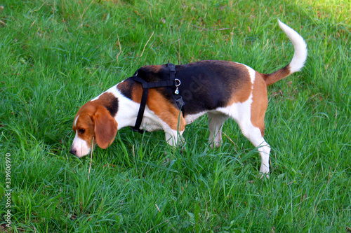 beagle dog on grass