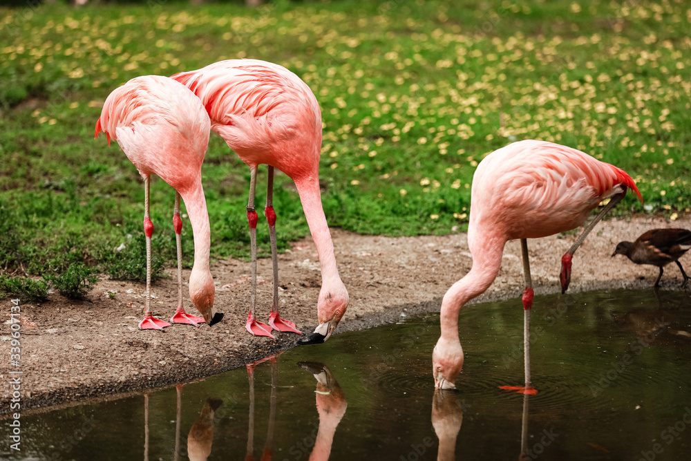 Pink big birds Greater Flamingos, Phoenicopterus ruber, in the water. Flamingos cleaning feathers. Wildlife animal scene from nature. Pink big birds Greater Flamingos, Phoenicopterus ruber, in the water. Flamingos cleaning feathers. Wildlife animal scene from nature.