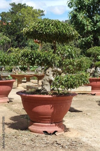 big bonsai in a pot