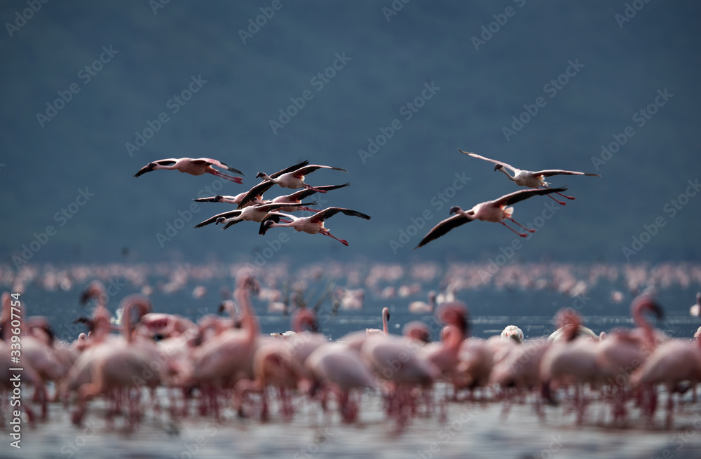 Lesser Flamingos at Bogoria Lake