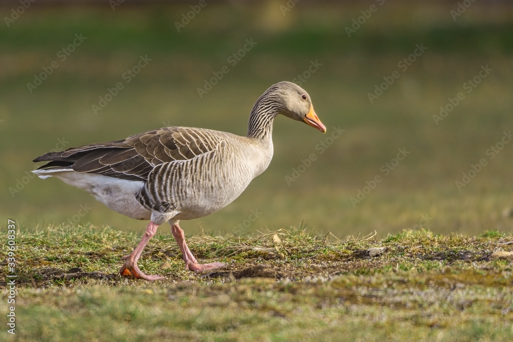 Image of white and brown goose walking on the grass Image of white and brown goose walking on the grass