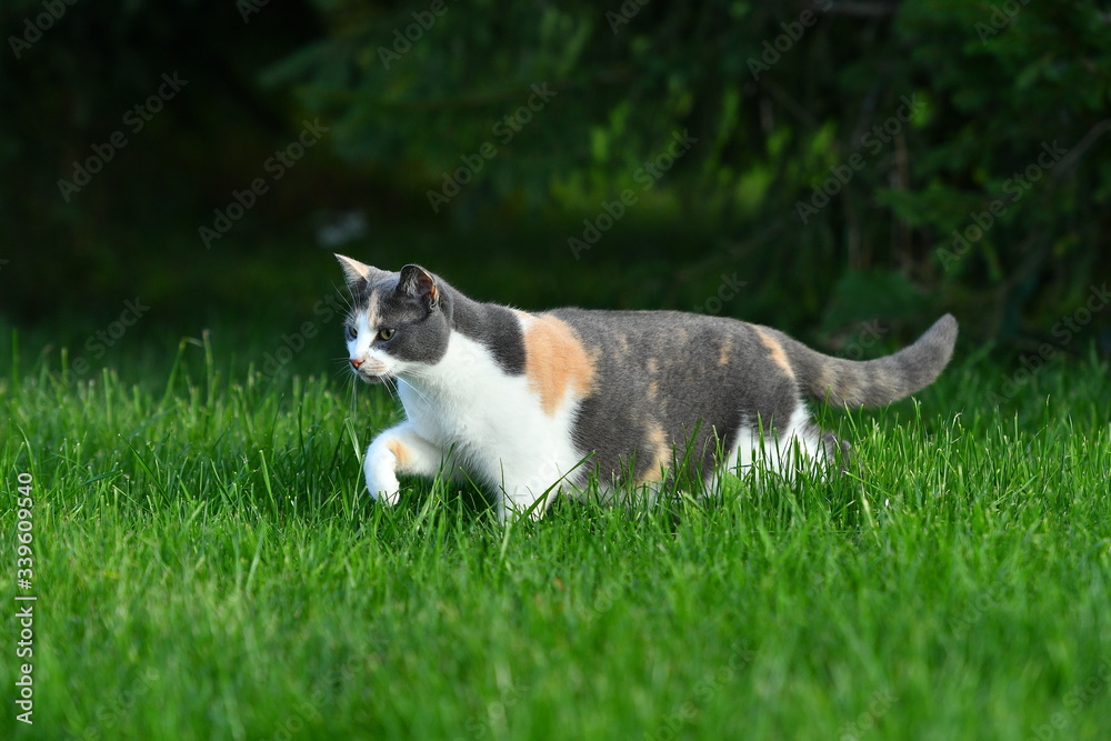 Three coloured cat playing in the bright green grass in summer outside. Three coloured cat playing in the bright green grass in summer outside.