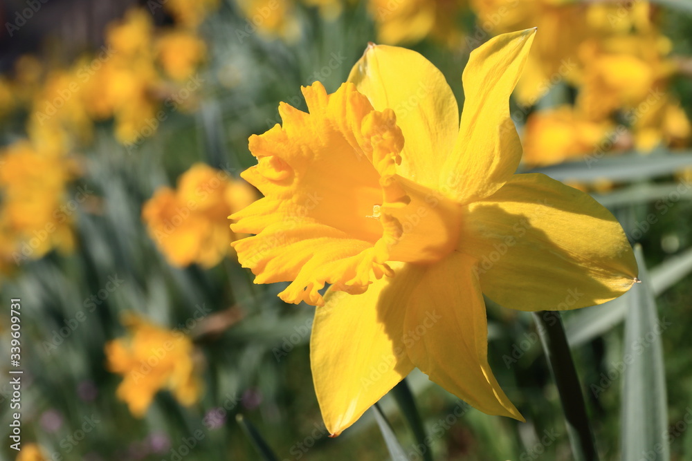 Jonquilles au printemps