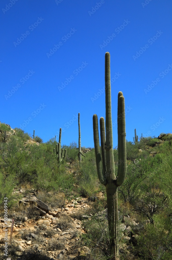 Phoenix Arizona rural landscape area Phoenix Arizona rural landscape area