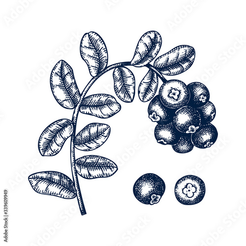 Hand drawn cowberry vector illustration in engraved style. Wild berries isolated on white background. Hand drawing. Vintage forest berry sketch. 
