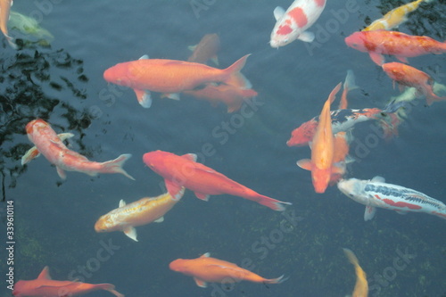 royal japanese koi carp in the pond. Decorative fish. Sacred fish © Olga