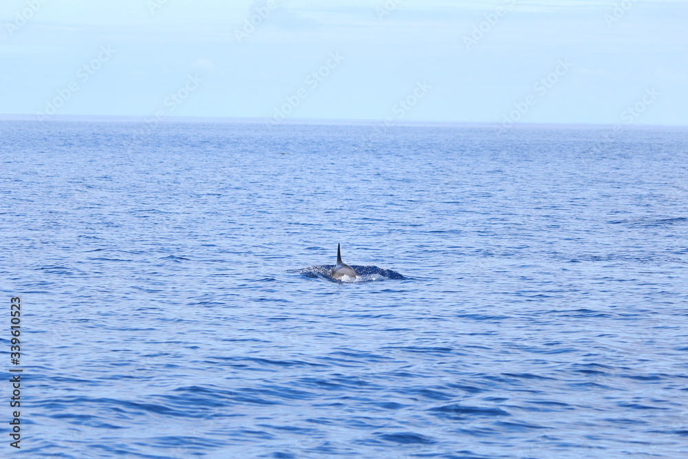 Obraz premium Delphine auf Madeira