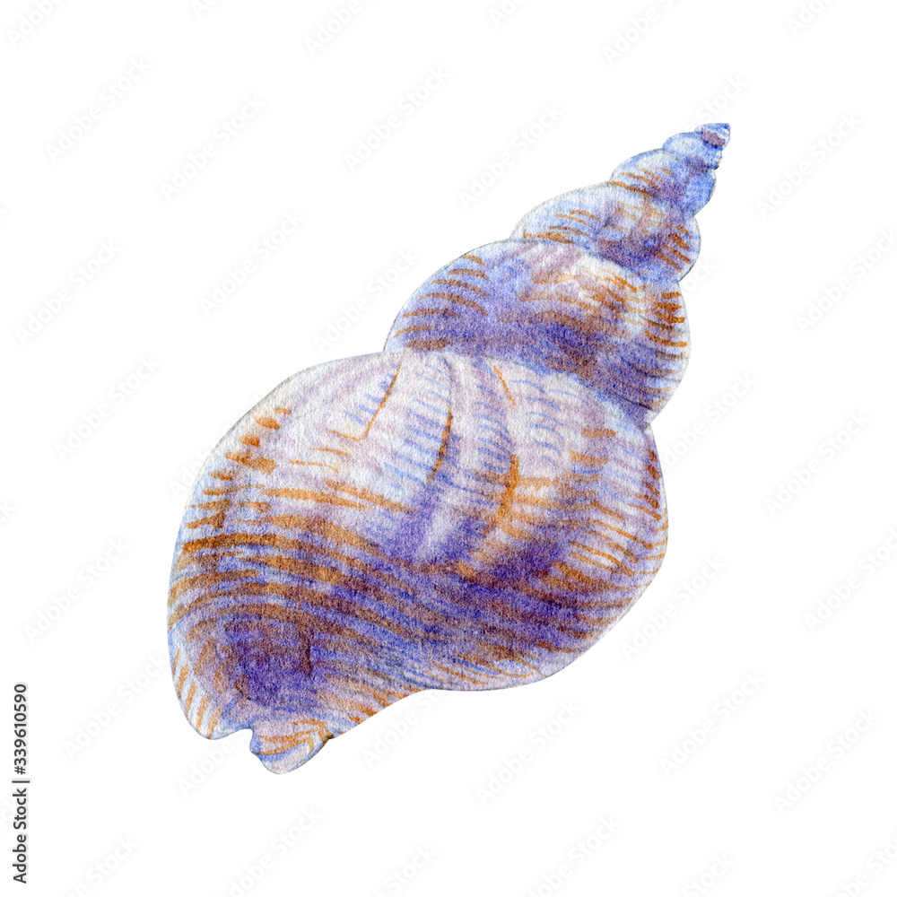Watercolor of seashell isolated on white background. Stock illustration for your menu or design. Watercolor of seashell isolated on white background. Stock illustration for your menu or design.