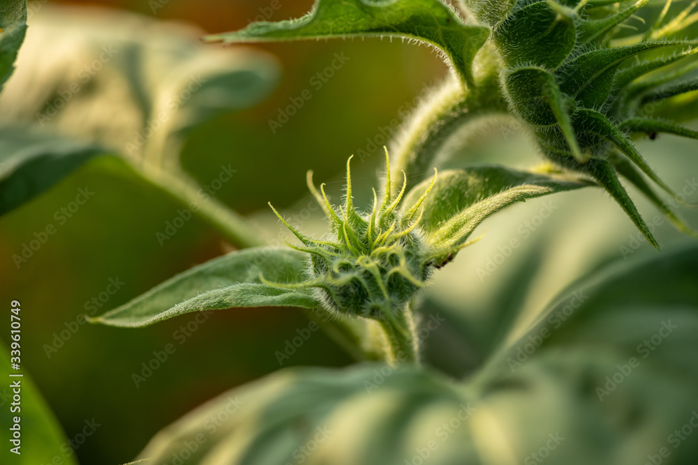 Nice green sunflower unblown flower on field nature flora agriculture Nice green sunflower unblown flower on field nature flora agriculture