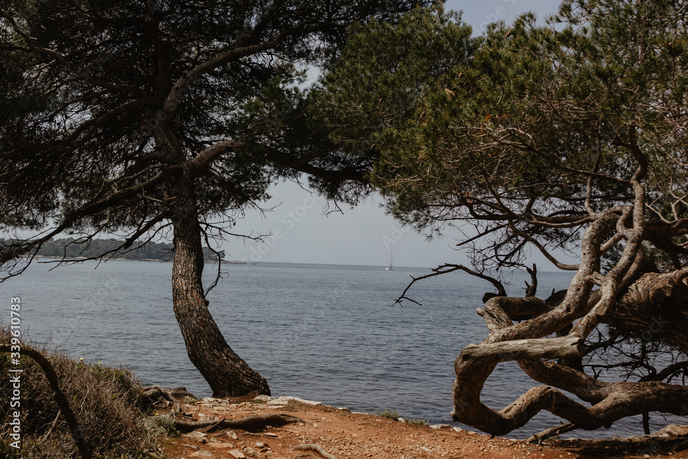 trees on the beach