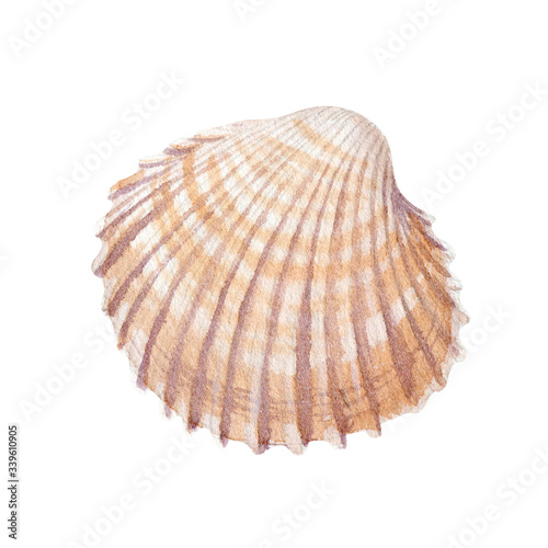 Watercolor of seashell isolated on white background. Stock illustration for your menu or design.