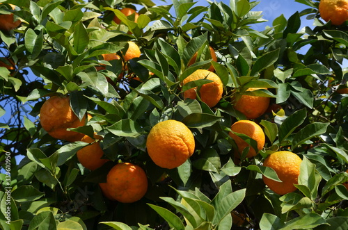 Close up of a ripe fresh oranges and green leaves in a tree orchard in a garden in Spain in a sunny summer day, beautiful outdoor background photographed with soft focus
