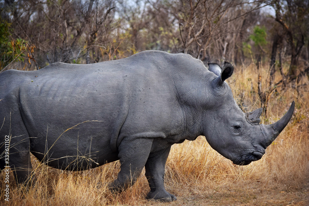 Fototapeta premium African Rhino