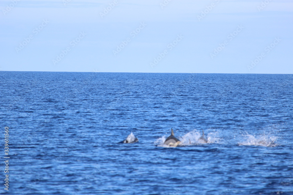 Fototapeta premium Delphine auf Madeira