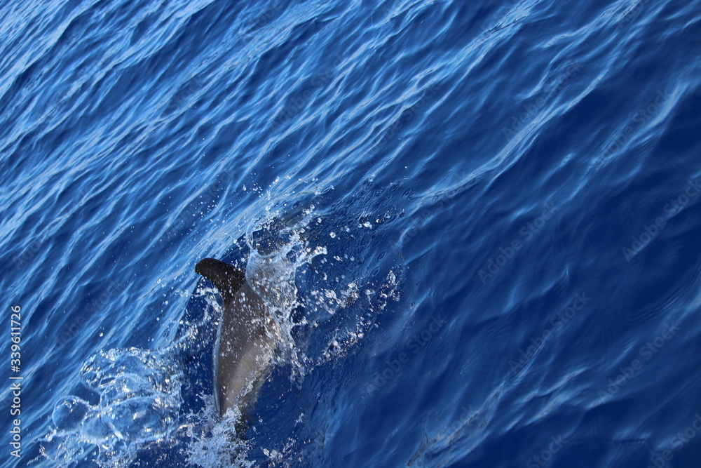 Obraz premium Delphine auf Madeira